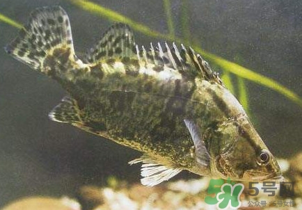 鱖魚怎么養？鱖魚養殖技術