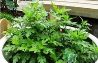 菊花腦是什么？菊花腦是野菊花嗎