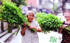 端午節(jié)前后出沒的毒蟲有哪些？端午節(jié)前后如何預防毒蟲？