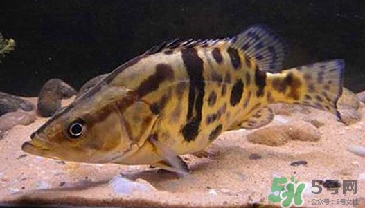 鱖魚怎么養？鱖魚養殖技術