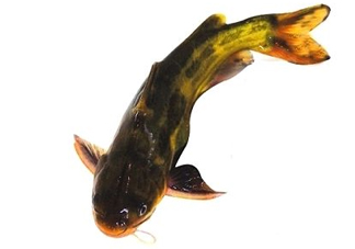 黃顙魚有毒嗎？黃顙魚的營(yíng)養(yǎng)價(jià)值