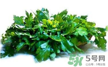 菊花腦是什么？菊花腦是野菊花嗎