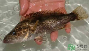 鱖魚怎么養？鱖魚養殖技術
