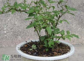 盆栽樹莓怎么養？盆栽樹莓的種植方法