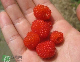 覆盆子的熱量高嗎？覆盆子可以減肥嗎？