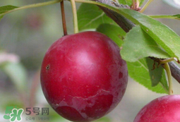 李子和蜂蜜能一起吃嗎？吃了李子可以喝蜂蜜嗎？