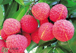 荔枝和蝦能一起吃嗎？荔枝與蝦同食會中毒嗎？