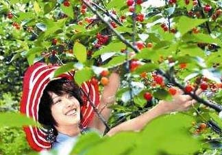5月份還有櫻桃摘嗎？5月份哪里可以摘櫻桃？