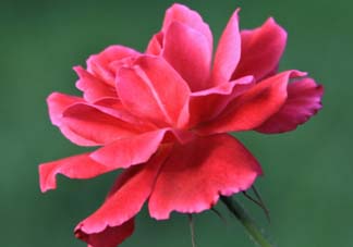 五月還有杜鵑花嗎？杜鵑花什么時候開？