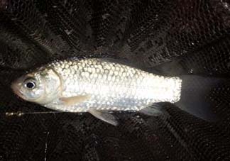 小滿怎么釣魚？小滿釣魚技巧