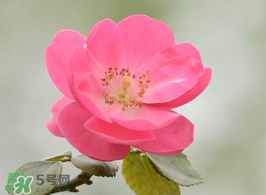 小滿開什么花？小滿節氣開的植物