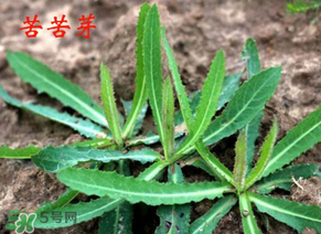 苦苦菜怎么腌制？怎樣腌制苦苦菜？