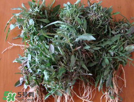 苦菜根能吃嗎？苦菜根的功效與作用
