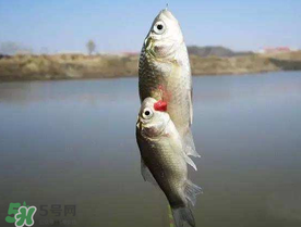 端午節(jié)好釣魚嗎?？端午節(jié)可以釣魚嗎？