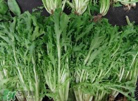 苦菜和羊肉能一起吃嗎？苦菜能和羊肉一起吃嗎？