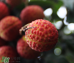 荔枝一天吃多少合適？荔枝一天最多吃幾個？