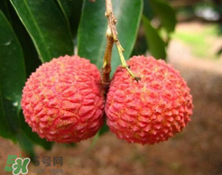 荔枝一天吃多少合適？荔枝一天最多吃幾個？