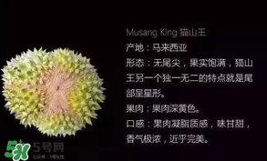 金枕頭和貓山王哪個好？金枕頭和貓山王的區別
