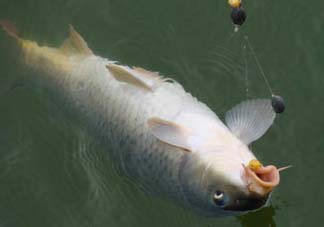 端午節(jié)好釣魚嗎?？端午節(jié)可以釣魚嗎？