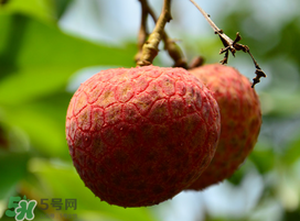 掛綠荔枝為什么那么貴？為什么掛綠荔枝這么貴？