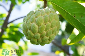 釋迦果怎么保存？釋迦怎么保存時(shí)間長(zhǎng)？