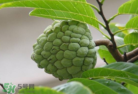 釋迦果怎么保存？釋迦怎么保存時(shí)間長(zhǎng)？