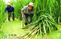 茭白多少錢一斤 茭白的營養(yǎng)價(jià)值