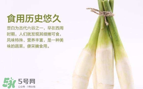 茭白是發物嗎？茭白是不是發物