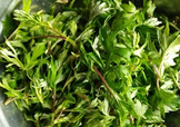 艾葉是什么植物？艾葉和艾草是一回事嗎？