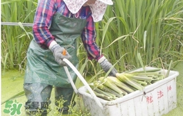 茭白是什么菜？茭白是什么植物