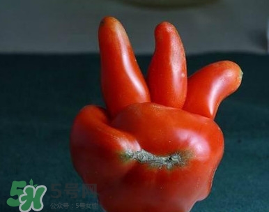 西紅柿怎么吃最有營養？西紅柿怎么做好吃