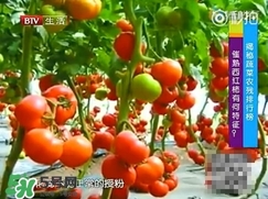 如何分辨催熟西紅柿？西紅柿怎么去除農藥殘渣？