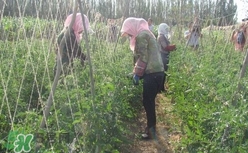 黑番茄怎么種植？黑番茄種植技術