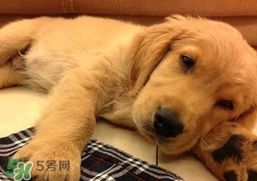 狂犬病會傳染嗎？狂犬病會學狗叫嗎