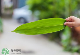 粽葉有幾種？粽葉哪種好？