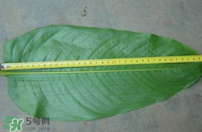 粽子葉要泡多久？粽子葉怎么泡？