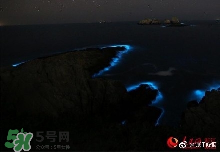 浙江多地驚現藍眼淚現象 藍眼淚是什么？