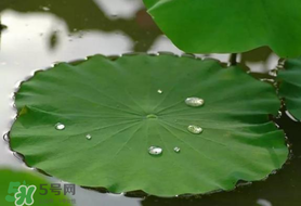 粽葉可以用什么代替？粽子葉可以用什么代替？