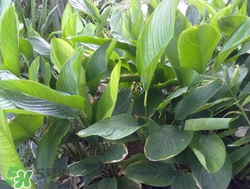 粽子葉能冷凍嗎？粽子葉放冰箱冷藏還是冷凍？