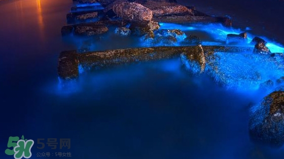 浙江多地驚現藍眼淚現象 藍眼淚是什么？