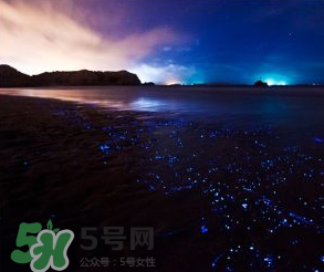 浙江多地驚現藍眼淚現象 藍眼淚是什么？