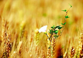 2017年芒種是幾月幾日？芒種是什么意思