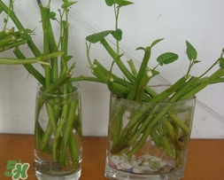 空心菜可以水養嗎？空心菜可以種在水里嗎