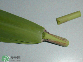 粽葉是蘆葦葉嗎？粽葉和蘆葦葉的區別