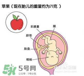 懷孕四個月需要做什么檢查？懷孕四個月胎兒圖