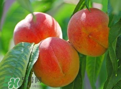 孕婦能吃桃子嗎？孕婦吃桃子對胎兒好嗎？