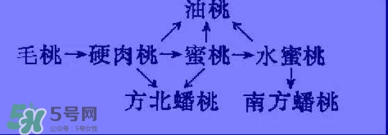 沒有毛的桃子叫什么？桃子毛為什么會癢？