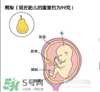 懷孕四個月需要做什么檢查？懷孕四個月胎兒圖