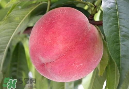 桃子的種類有哪些？哪種桃子最好吃？