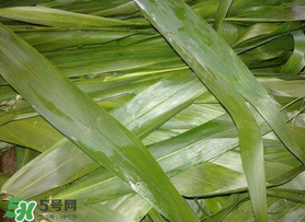 蘆葦葉包粽子之前要煮嗎？蘆葦葉煮多久？